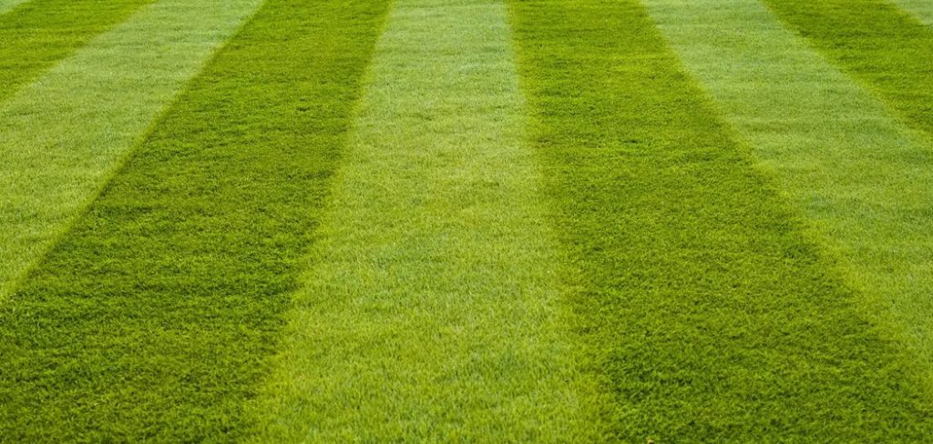 How to Prepare Ground for Lawn Seed