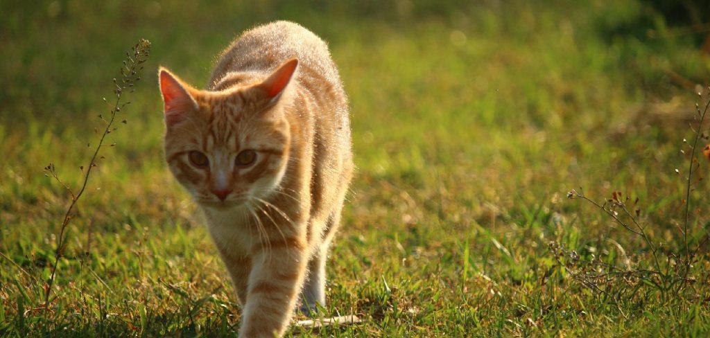 How to Prevent Cat Pooping in Garden