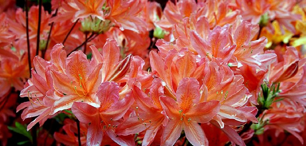 How to Treat Azalea Diseases