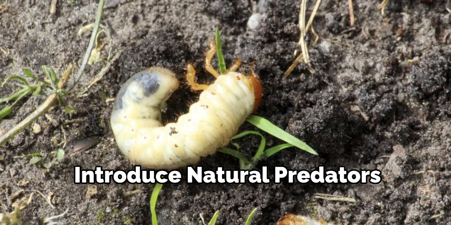 Introduce Natural Predators
