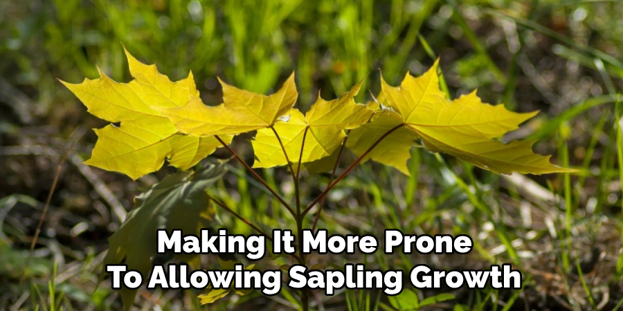 Making It More Prone
To Allowing Sapling Growth
