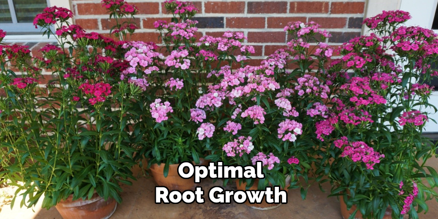 Optimal
Root Growth