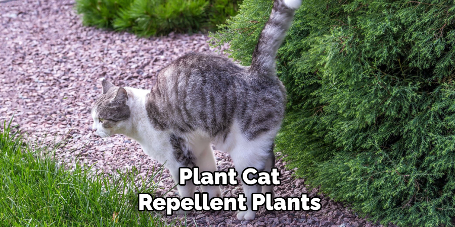 Plant Cat-Repellent Plants