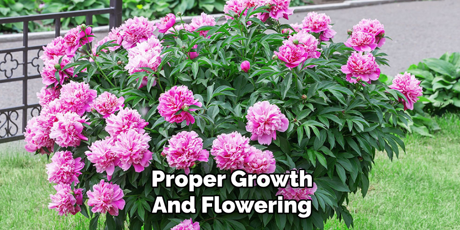Proper Growth
And Flowering