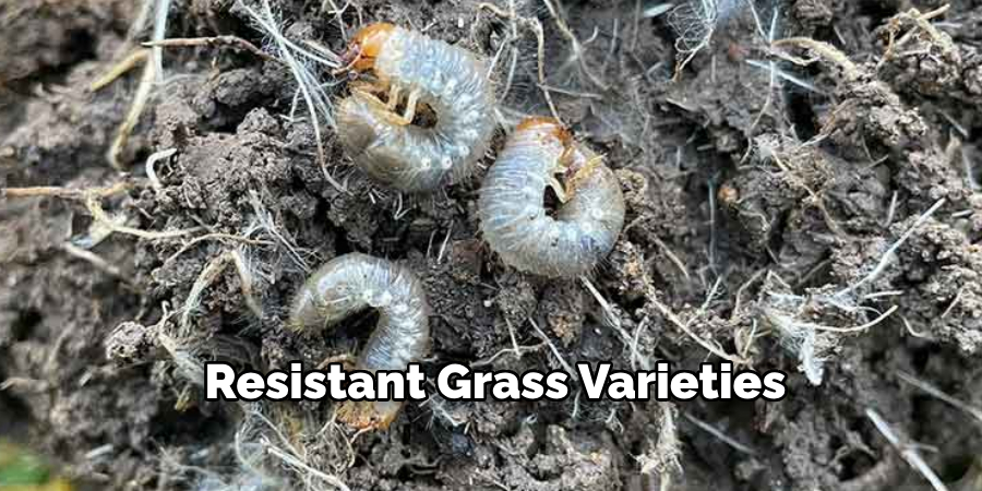Resistant Grass Varieties