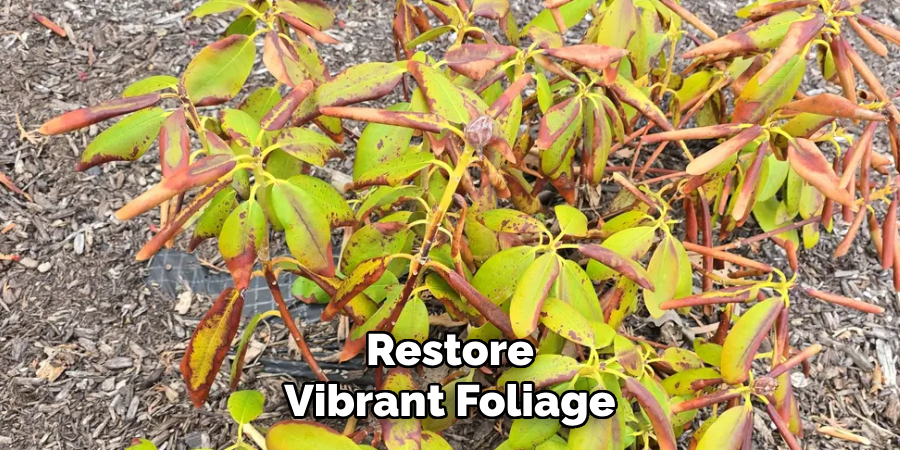 Restore
Vibrant Foliage