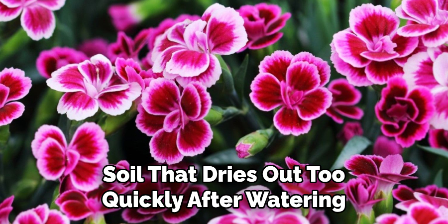 Soil That Dries Out Too
Quickly After Watering