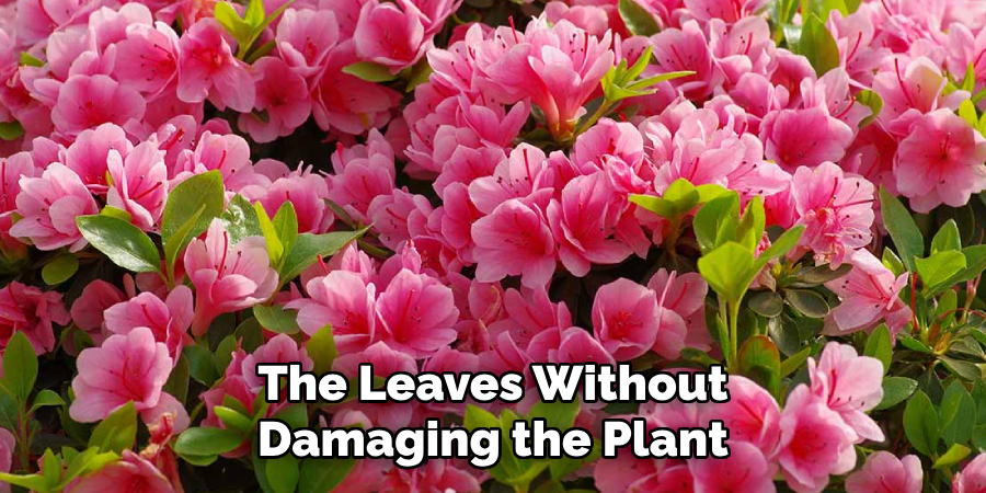 The Leaves Without
Damaging the Plant