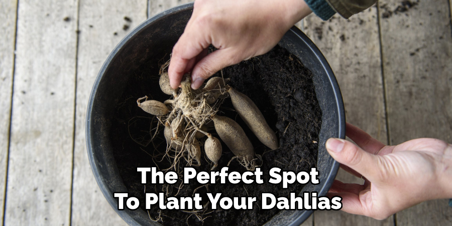 The Perfect Spot
To Plant Your Dahlias