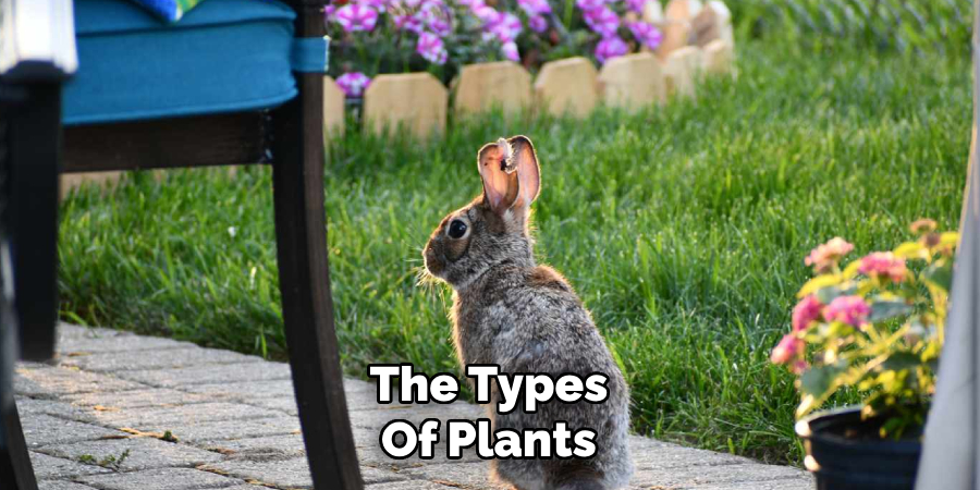The Types
Of Plants