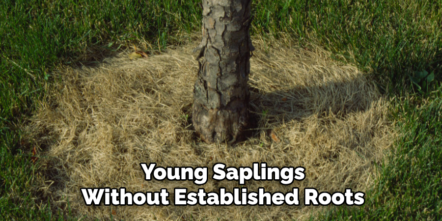 Young Saplings
Without Established Roots