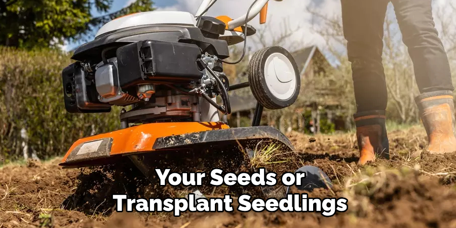 Your Seeds or
Transplant Seedlings