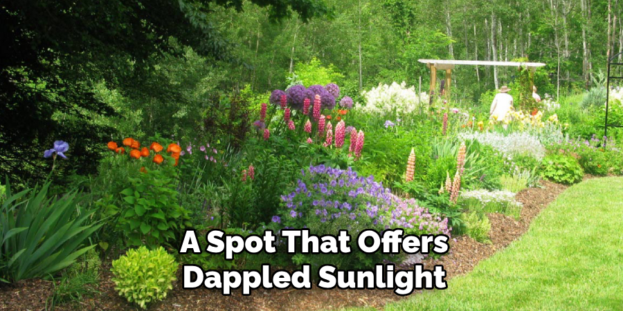 A Spot That Offers
Dappled Sunlight