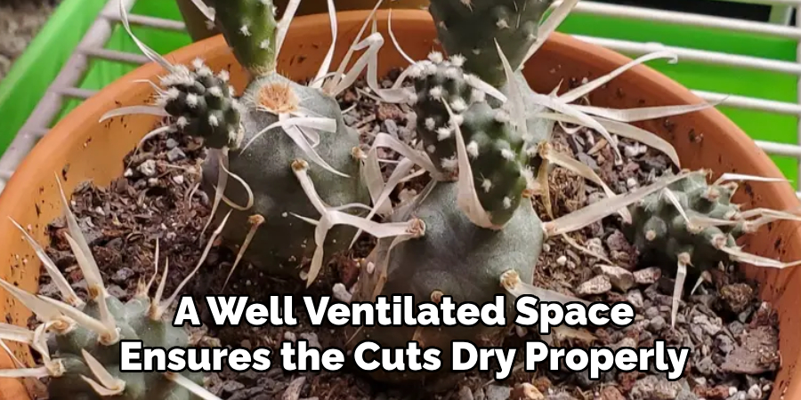 A Well Ventilated Space
Ensures the Cuts Dry Properly