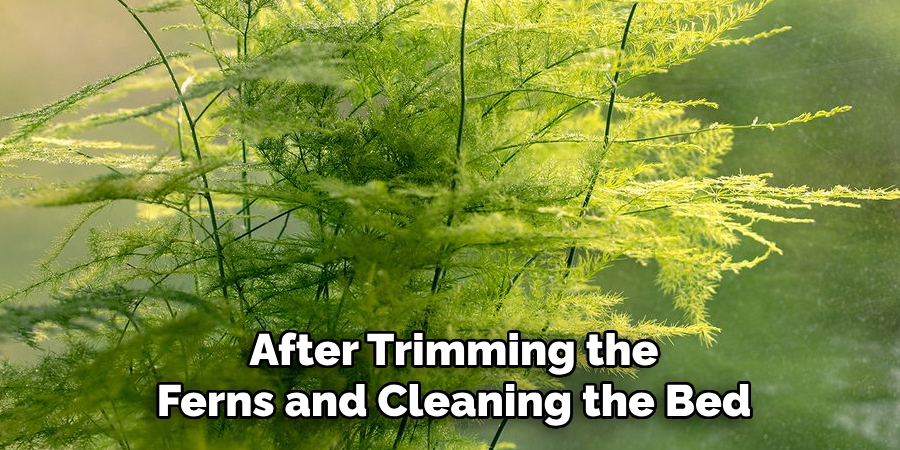 After Trimming the
Ferns and Cleaning the Bed