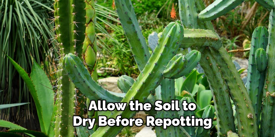 Allow the Soil to
Dry Before Repotting