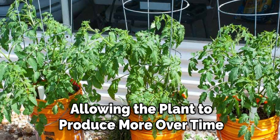 Allowing the Plant to
Produce More Over Time