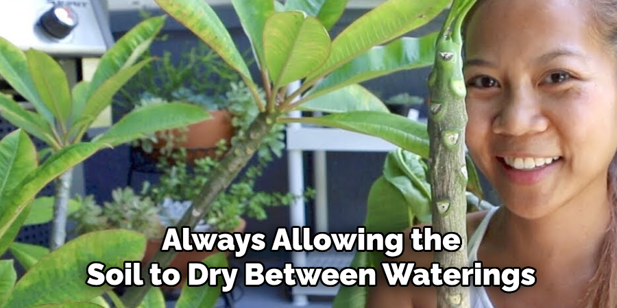 Always Allowing the
Soil to Dry Between Waterings