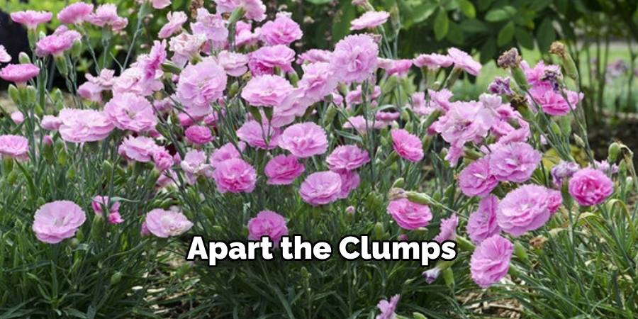 Apart the Clumps   How to Divide Dianthus Plants