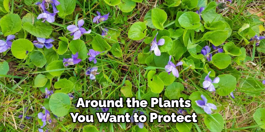 Around the Plants
You Want to Protect
