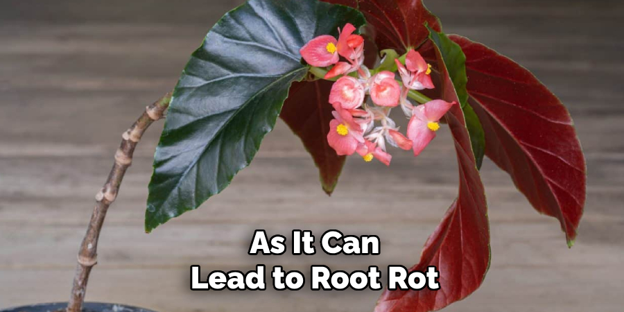 As It Can
Lead to Root Rot