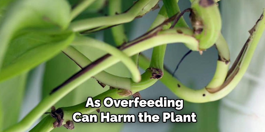 As Overfeeding
Can Harm the Plant