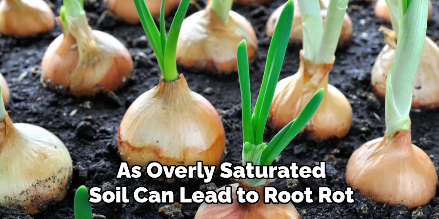 As Overly Saturated
Soil Can Lead to Root Rot