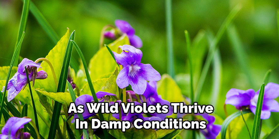 As Wild Violets Thrive
In Damp Conditions