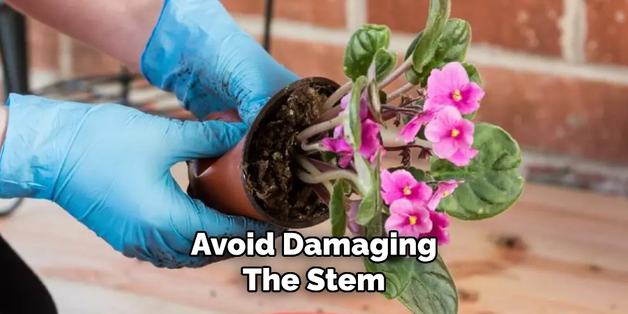 Avoid Damaging
The Stem