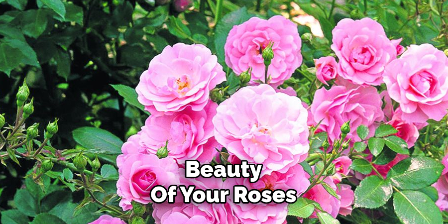 Beauty
Of Your Roses
