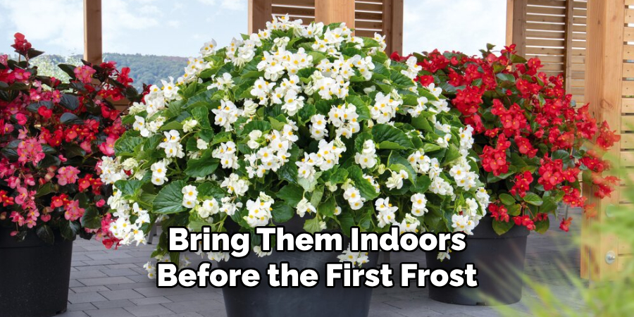 Bring Them Indoors
Before the First Frost