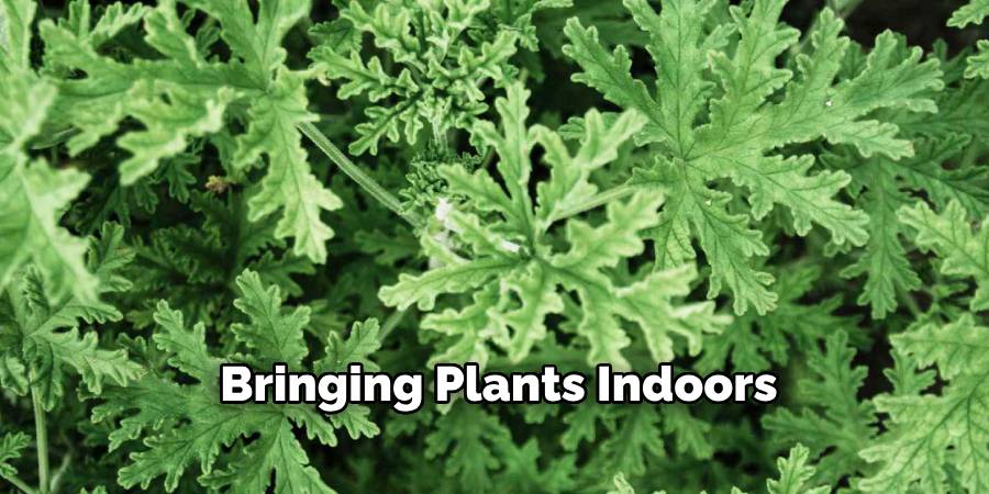 Bringing Plants Indoors