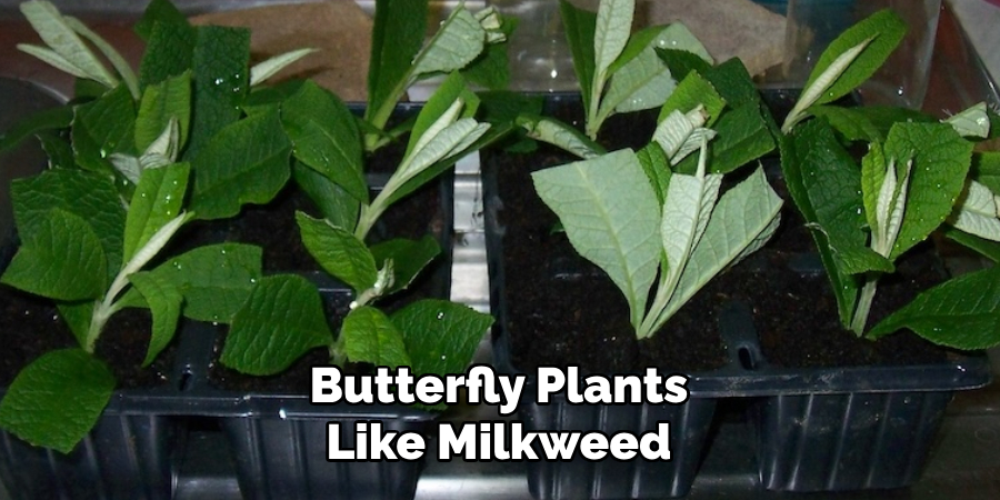 Butterfly Plants
Like Milkweed