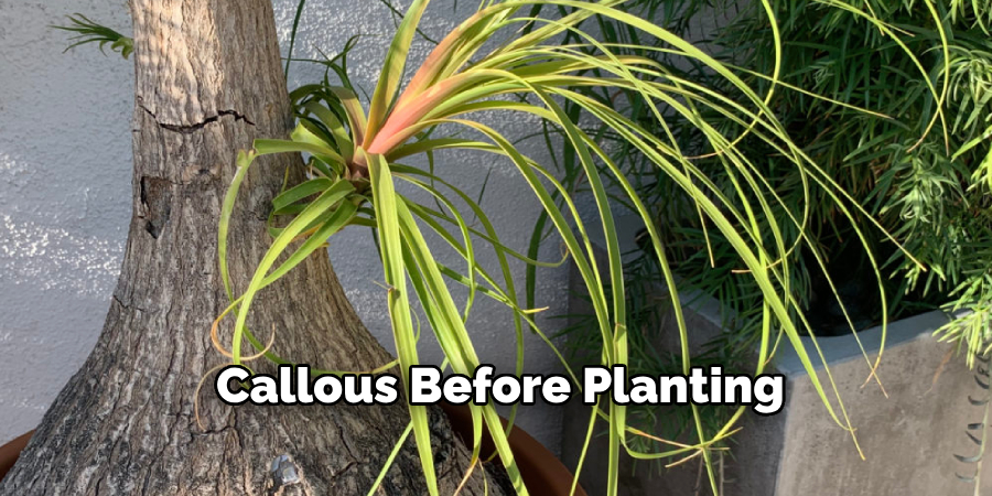 Callous Before Planting