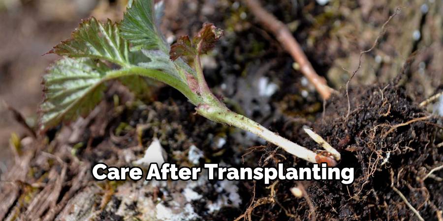 Care After Transplanting
