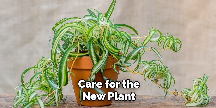 Care for the New Plant
