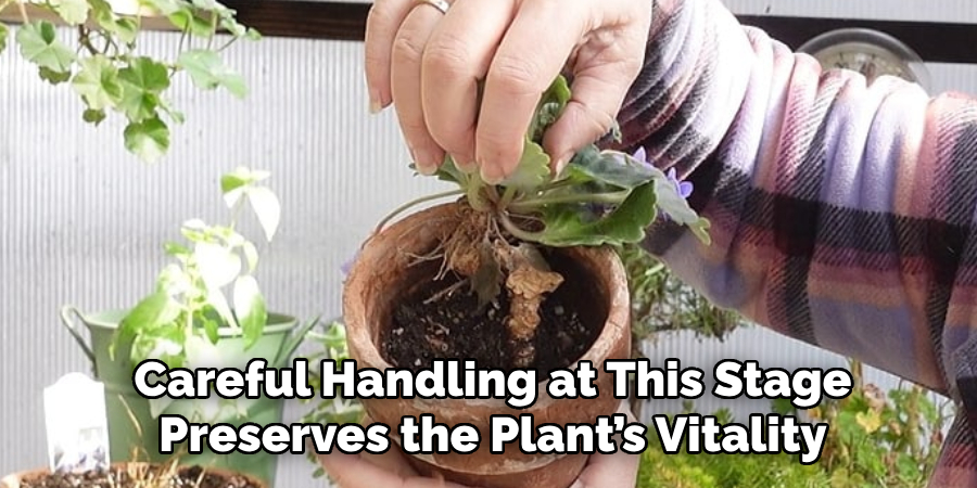 Careful Handling at This Stage
Preserves the Plant’s Vitality