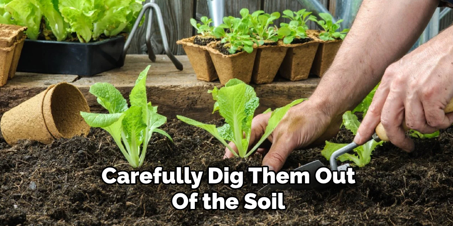 Carefully Dig Them Out
Of the Soil
