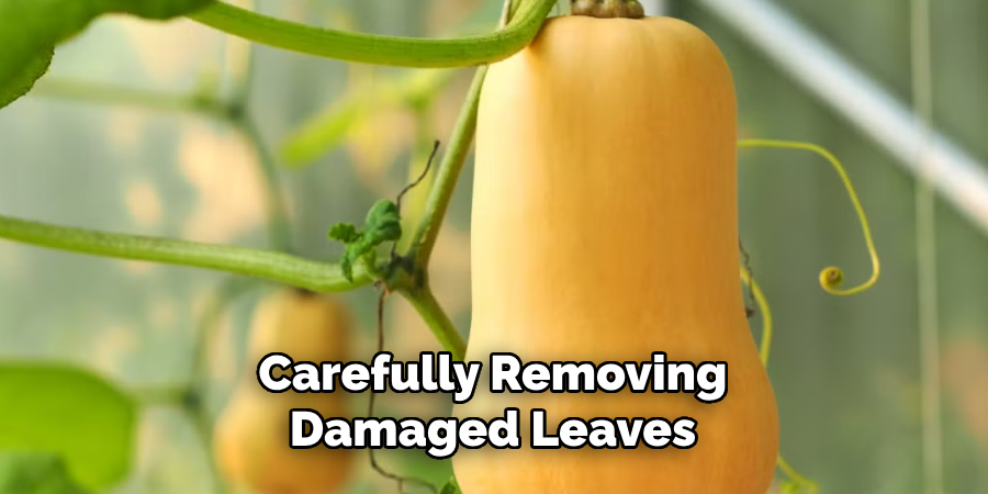 Carefully Removing
Damaged Leaves