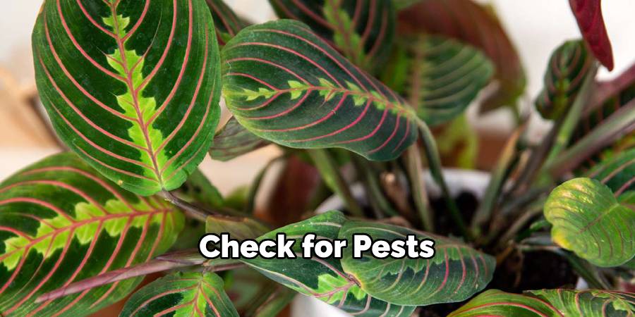 Check for Pests