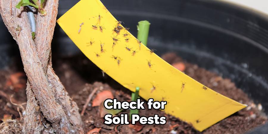 Check for Soil Pests