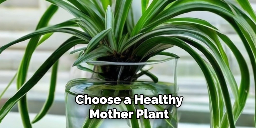 Choose a Healthy Mother Plant