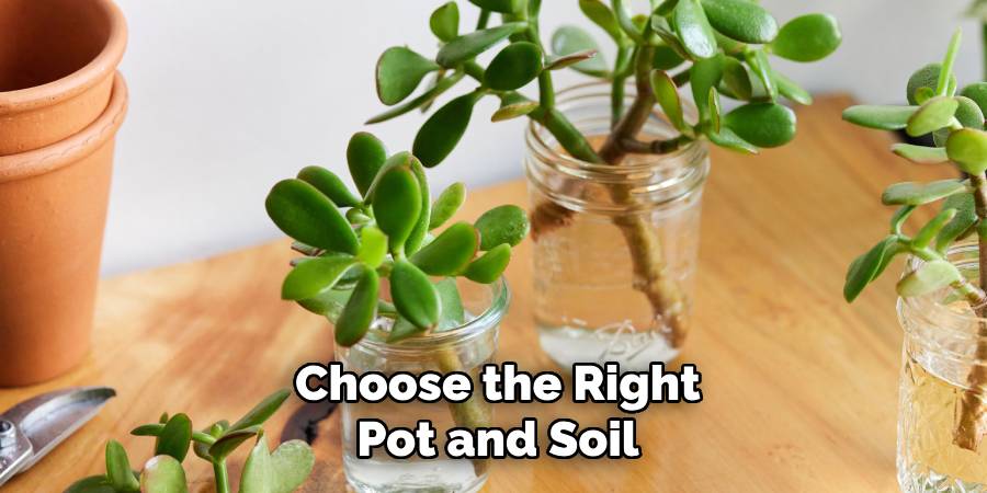 Choose the Right Pot and Soil