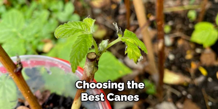 Choosing the Best Canes