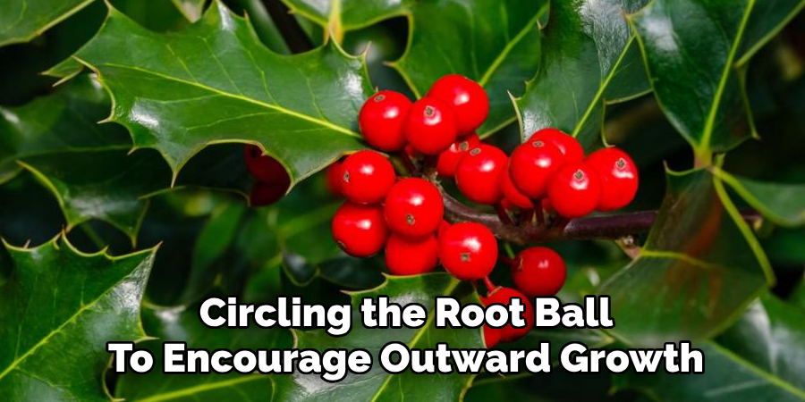 Circling the Root Ball
To Encourage Outward Growth