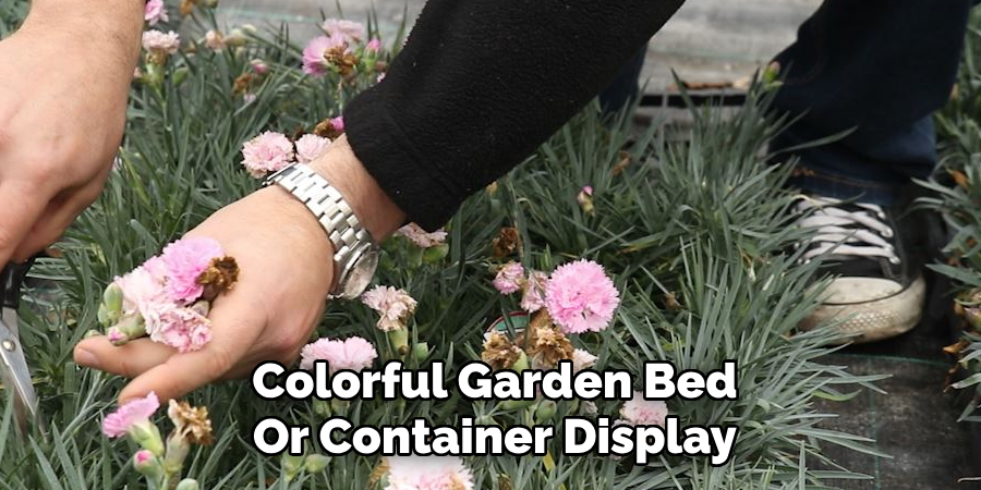 Colorful Garden Bed
Or Container Display
