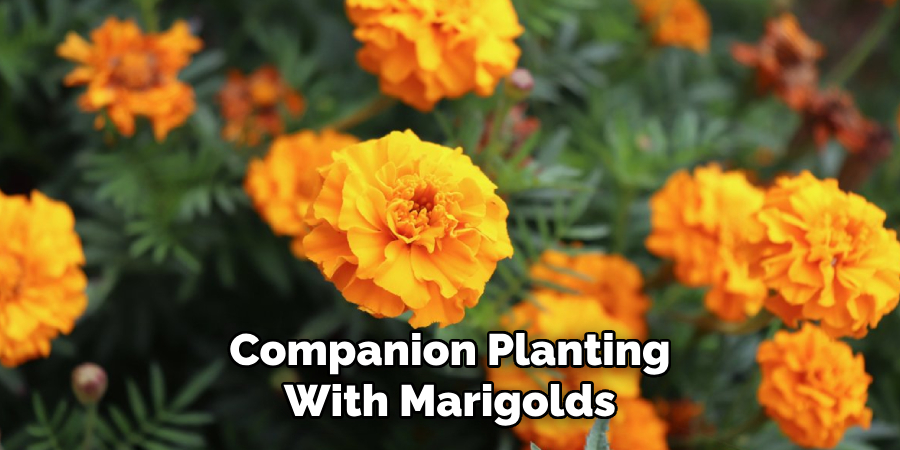 Companion Planting
With Marigolds