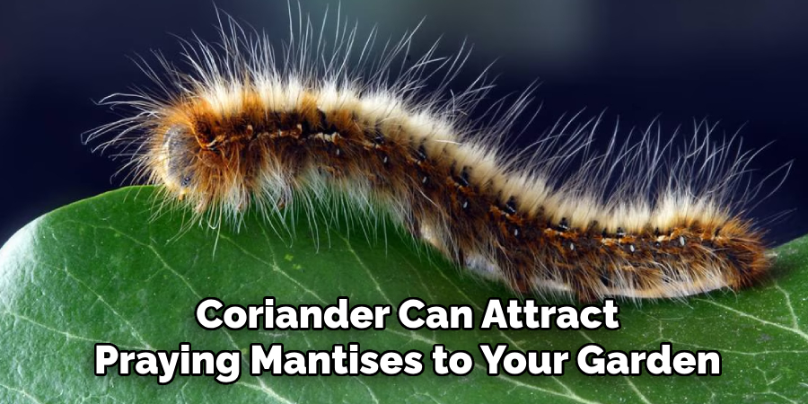 Coriander Can Attract
Praying Mantises to Your Garden