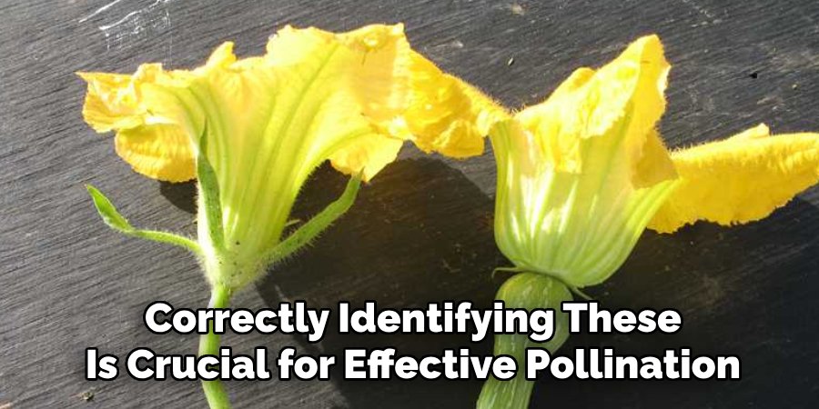 Correctly Identifying These
Is Crucial for Effective Pollination