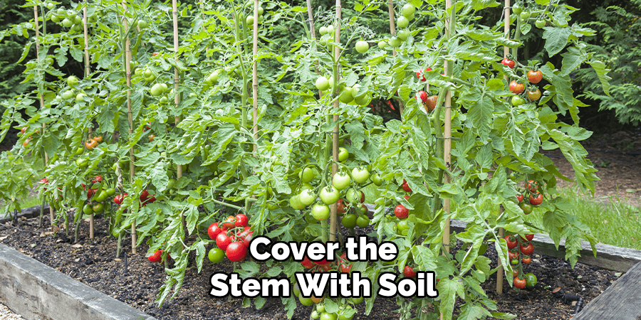 Cover the
Stem With Soil